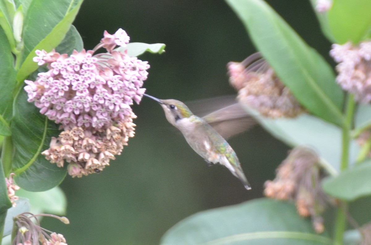 Ruby-throated Hummingbird - ML638791110