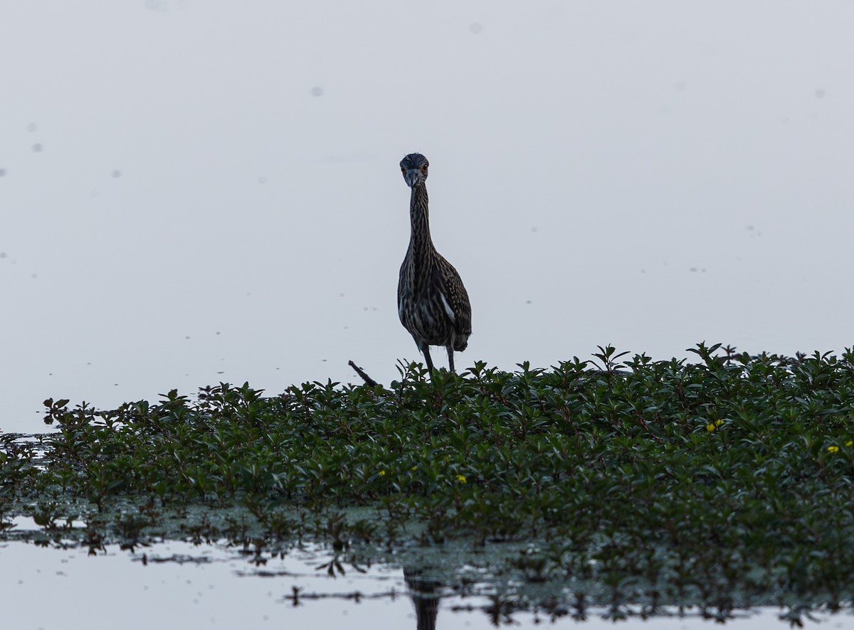 Yellow-crowned Night Heron - ML638791126