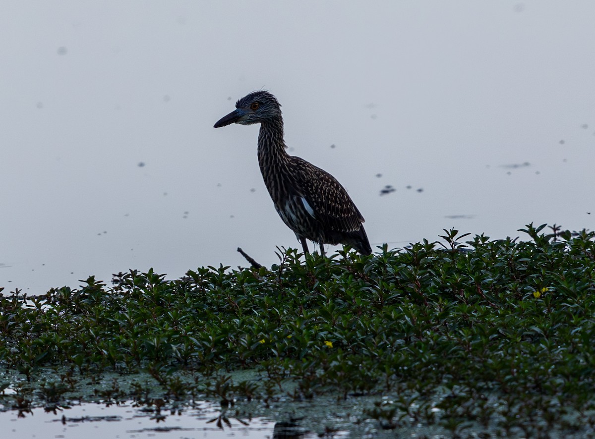 Yellow-crowned Night Heron - ML638791127