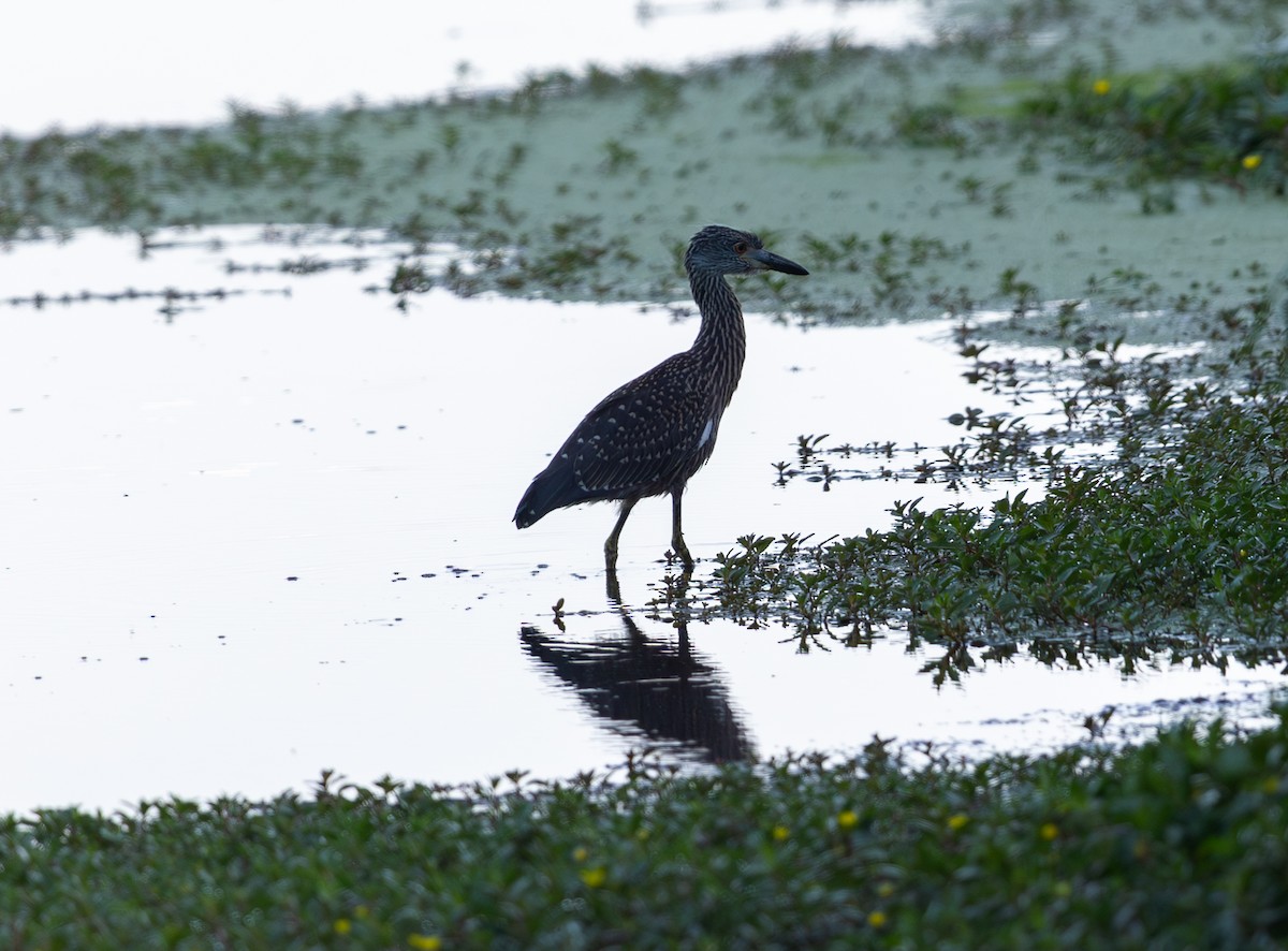 Yellow-crowned Night Heron - ML638791129