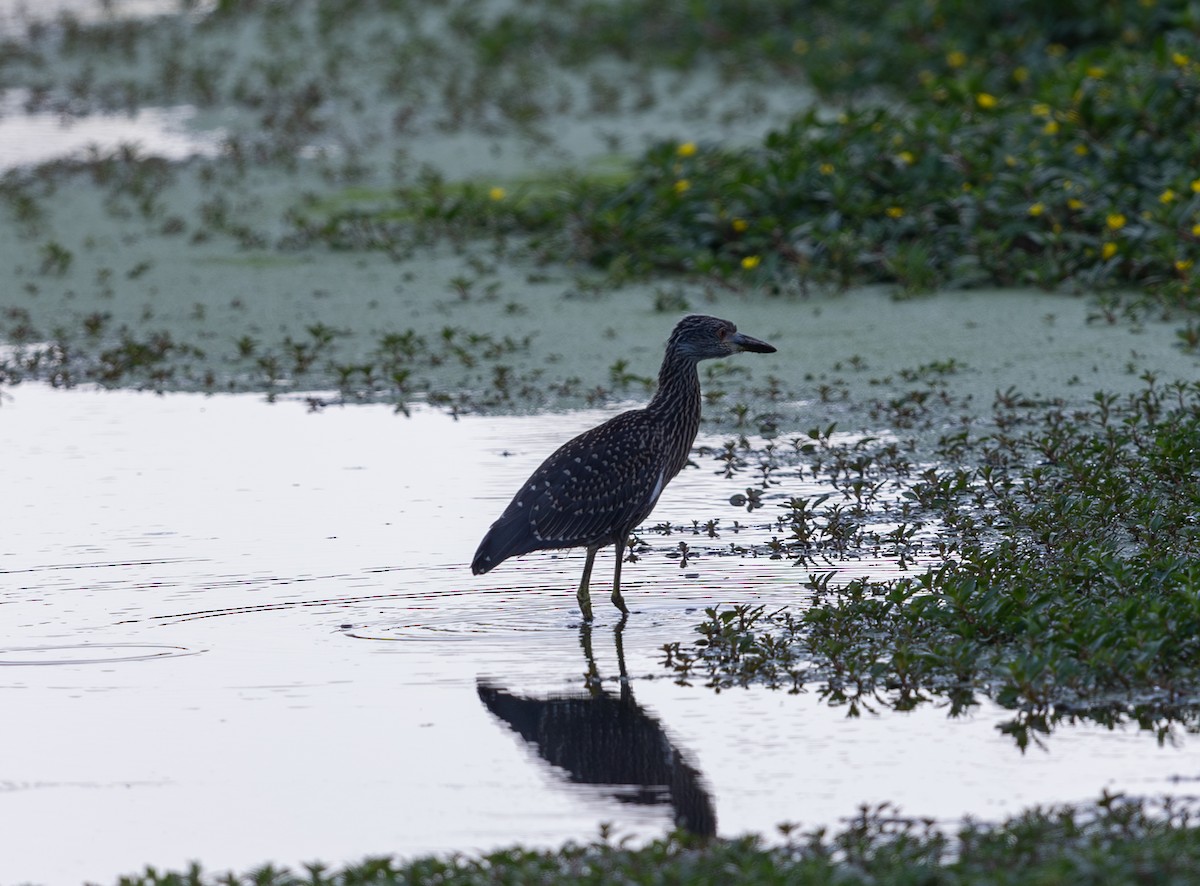 Yellow-crowned Night Heron - ML638791130