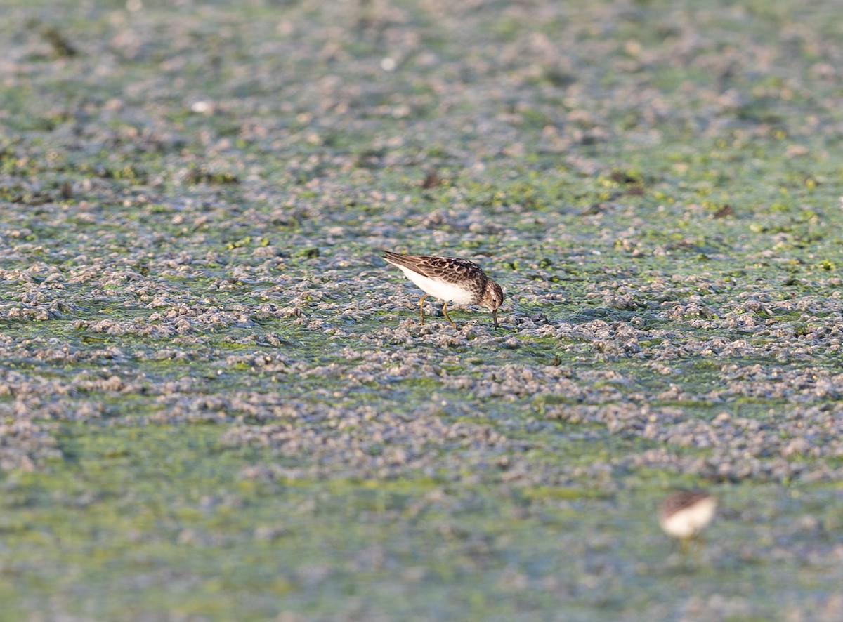 Least Sandpiper - ML638791135