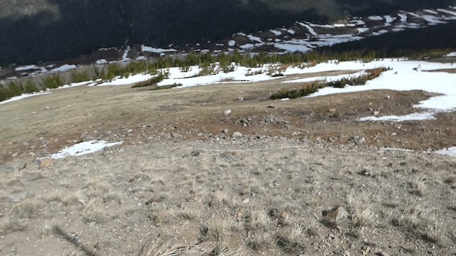 White-tailed Ptarmigan - ML638791157