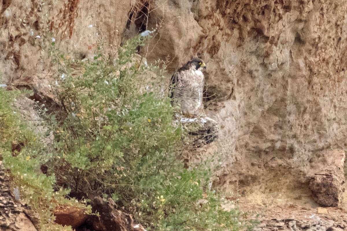 Эгэл шонхор - ML638791177