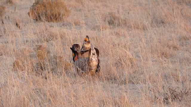 Lesser Prairie-Chicken - ML638791197