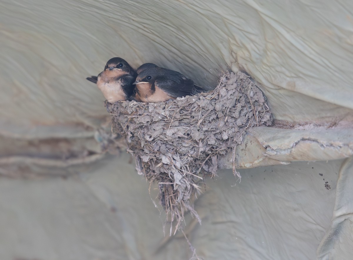 Barn Swallow - ML638791248