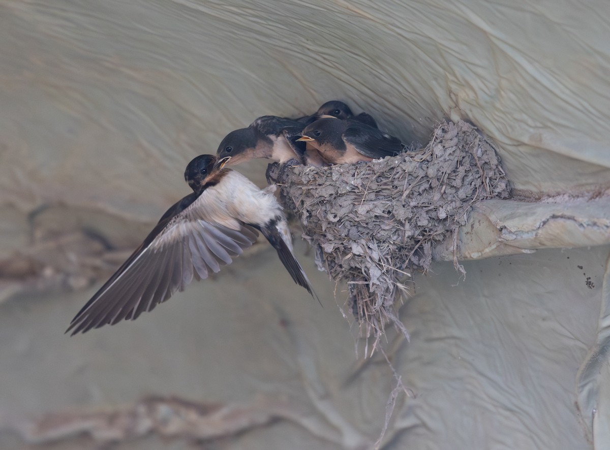 Barn Swallow - ML638791249