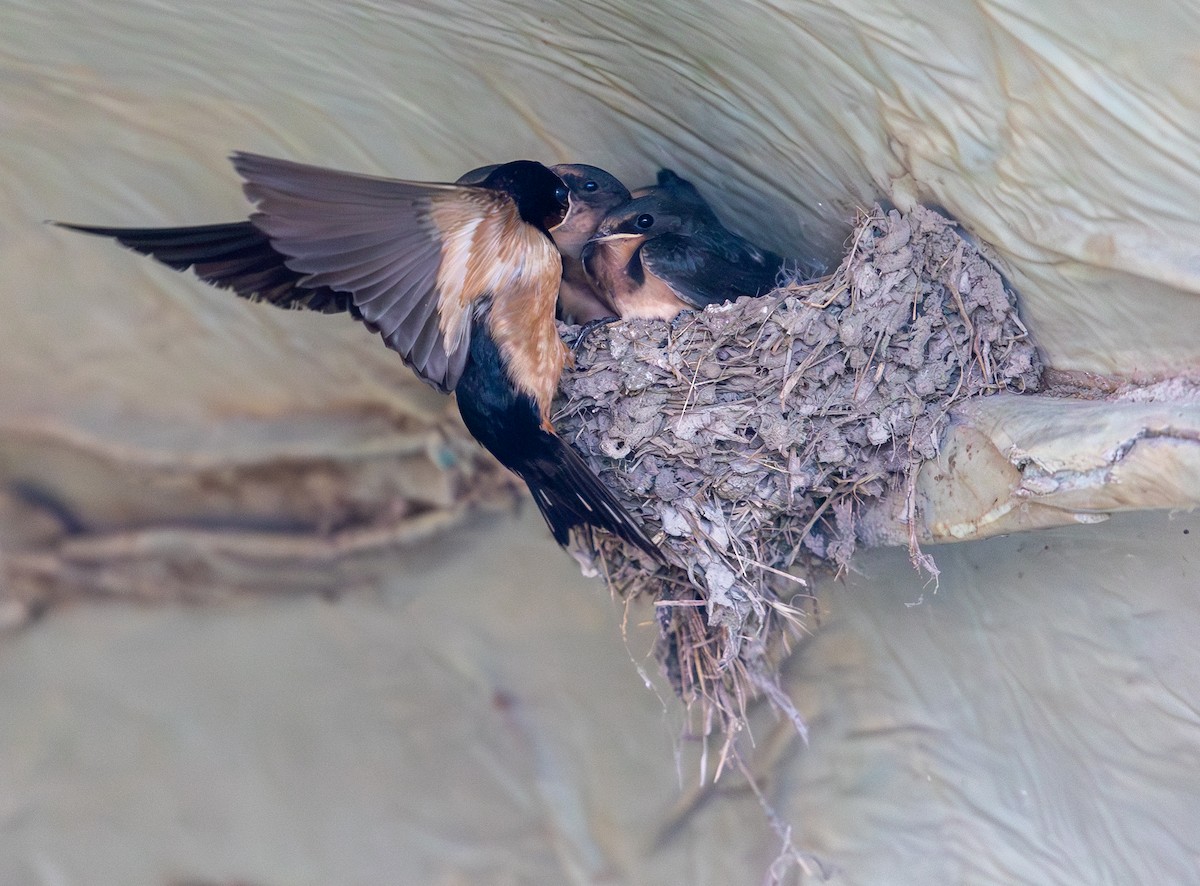 Barn Swallow - ML638791250