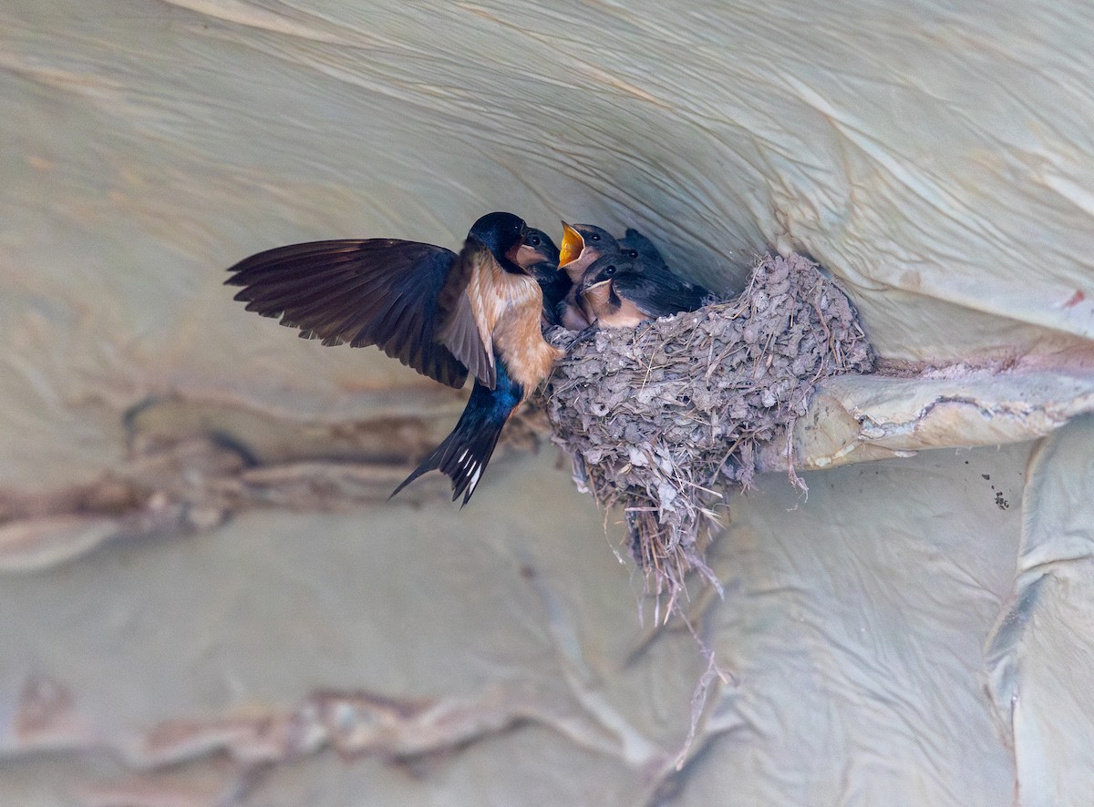 Barn Swallow - ML638791251