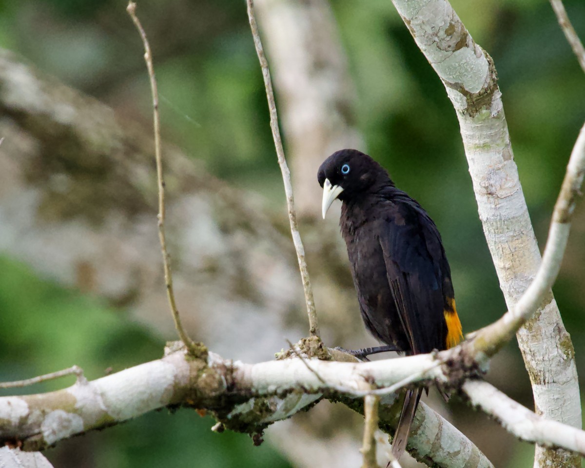 Scarlet-rumped Cacique - ML638791271