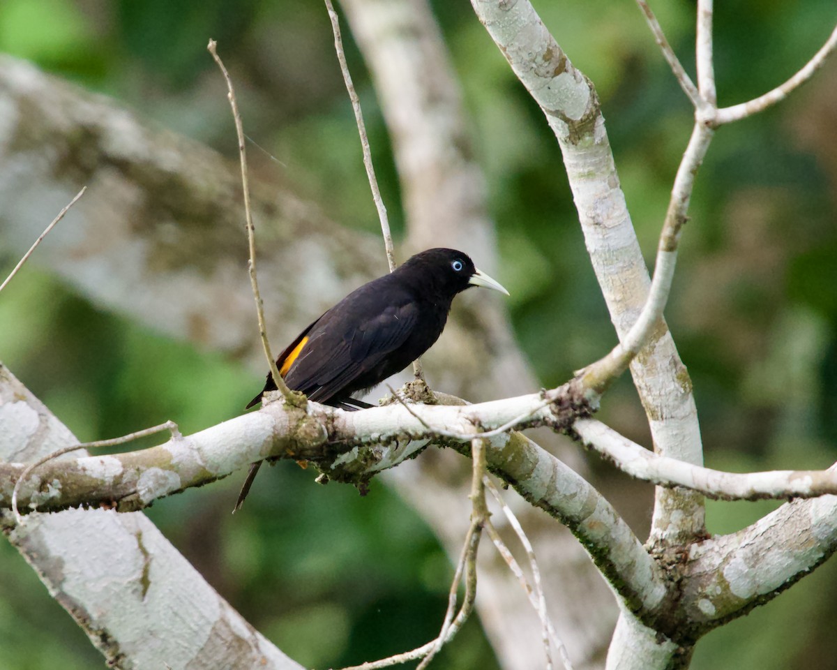 Scarlet-rumped Cacique - ML638791272