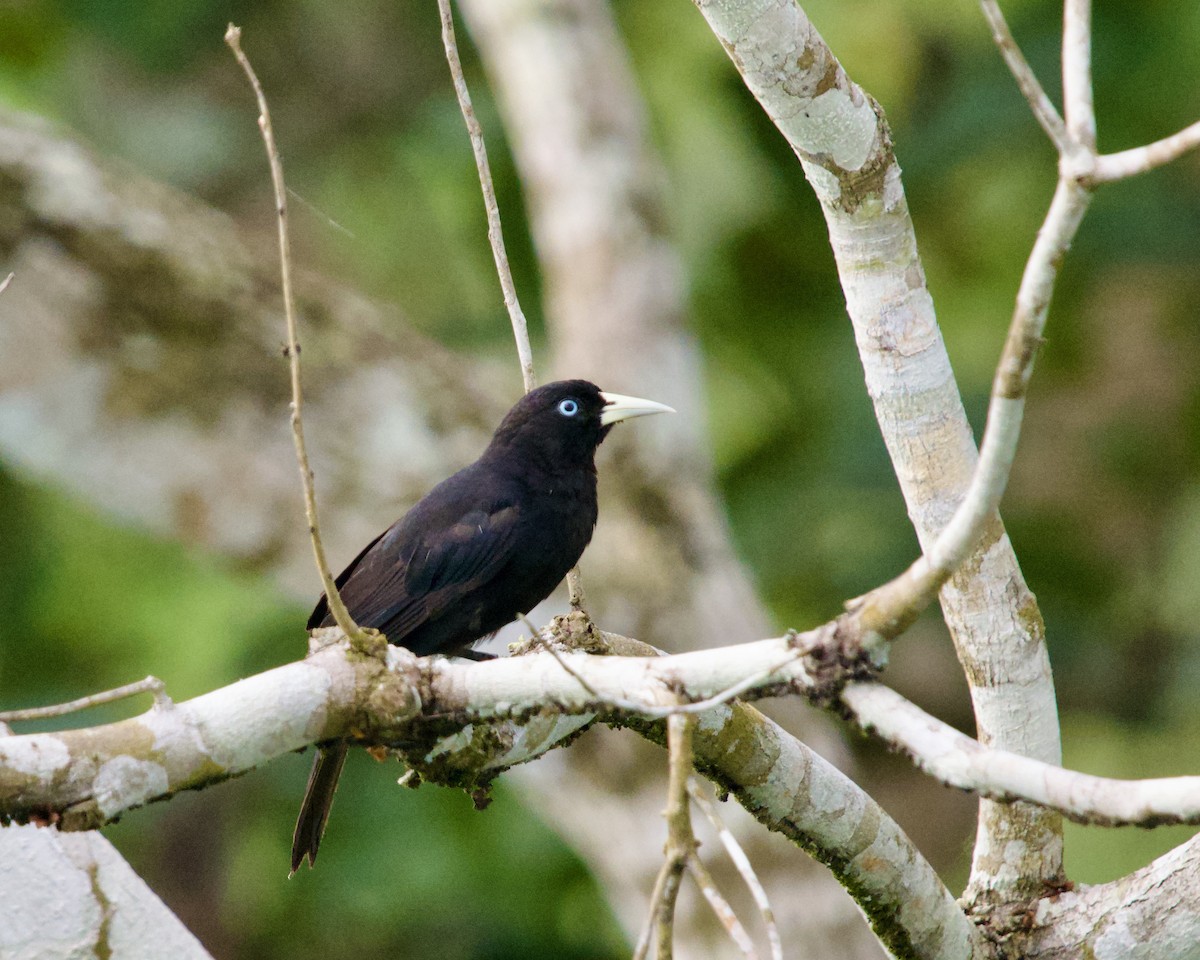 Scarlet-rumped Cacique - ML638791273