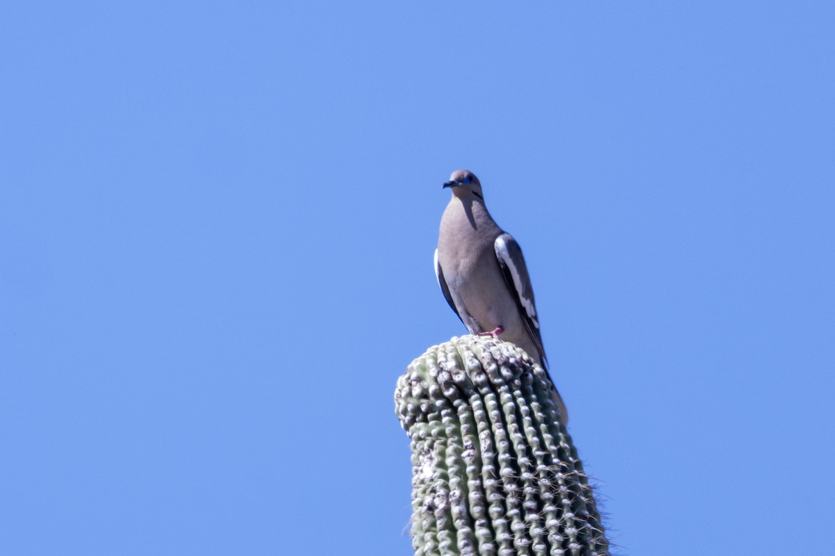 White-winged Dove - ML638791274