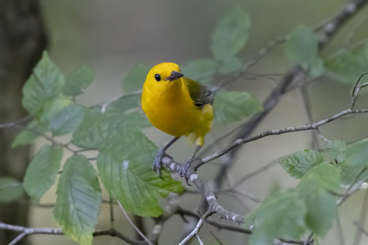 Prothonotary Warbler - ML638791277
