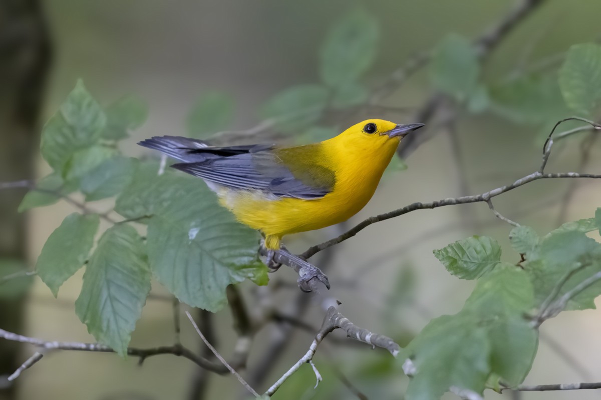 Prothonotary Warbler - ML638791278