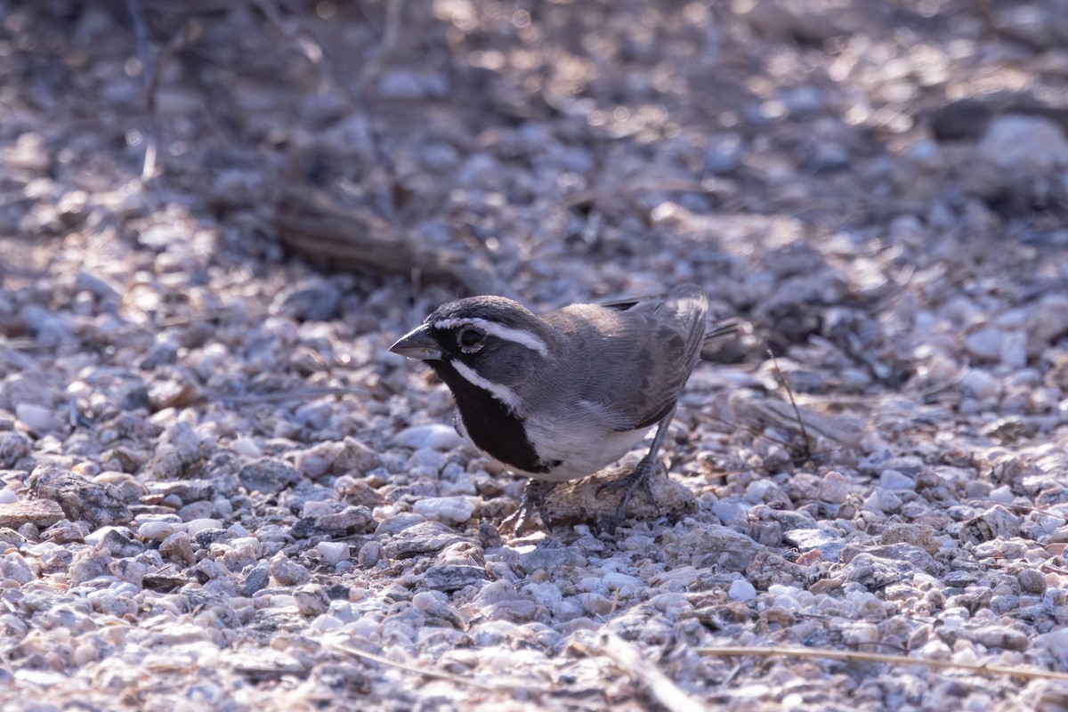 Black-throated Sparrow - ML638791285