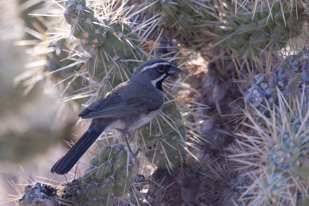 Black-throated Sparrow - ML638791286
