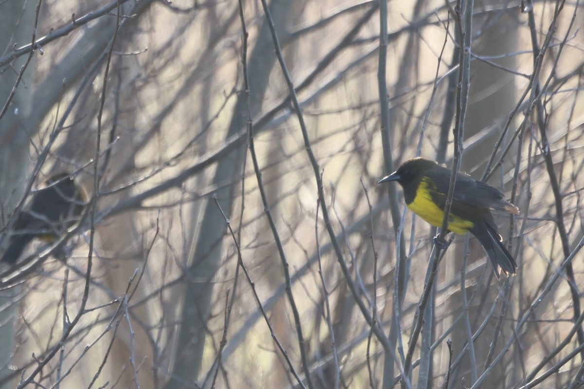Brown-and-yellow Marshbird - ML638791287