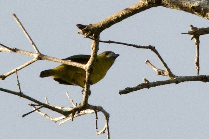 Golden-bellied Euphonia - ML638791302