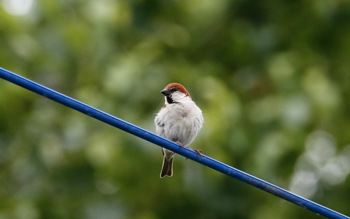Russet Sparrow - ML638791308