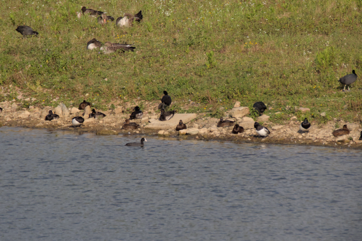 鳳頭潛鴨 - ML638791316