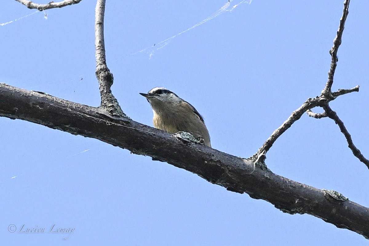 Kanada Sıvacısı - ML638791366
