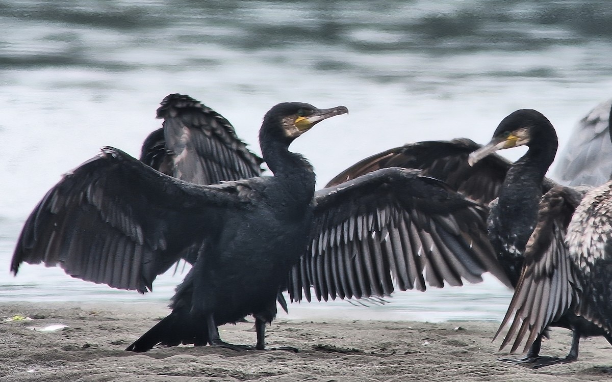 Grand Cormoran (sinensis/hanedae) - ML638791374