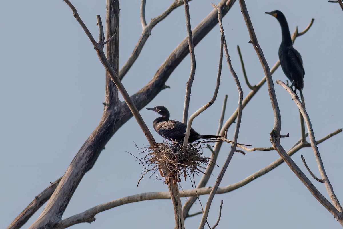 Cormoran vigua - ML638791377