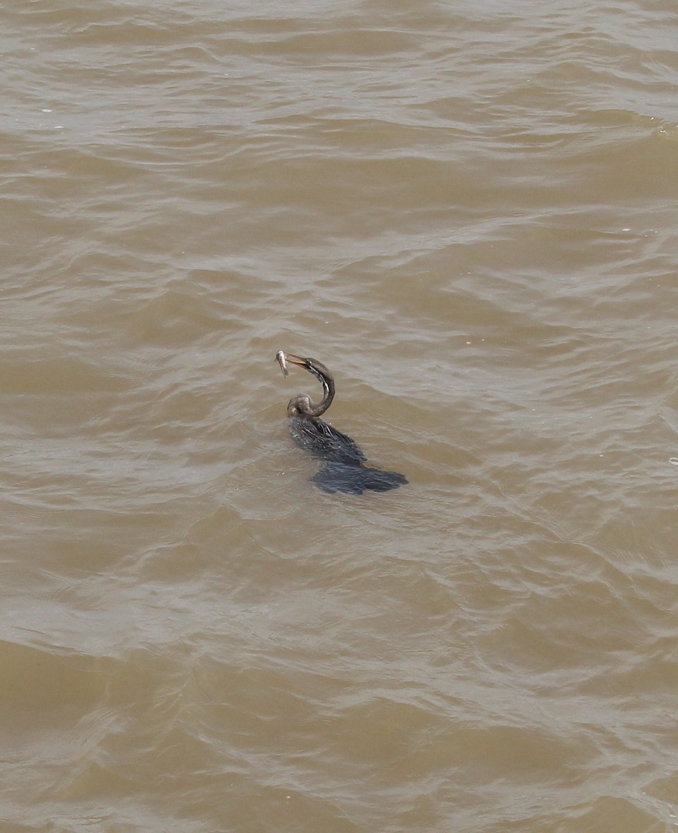 Anhinga roux - ML638791391