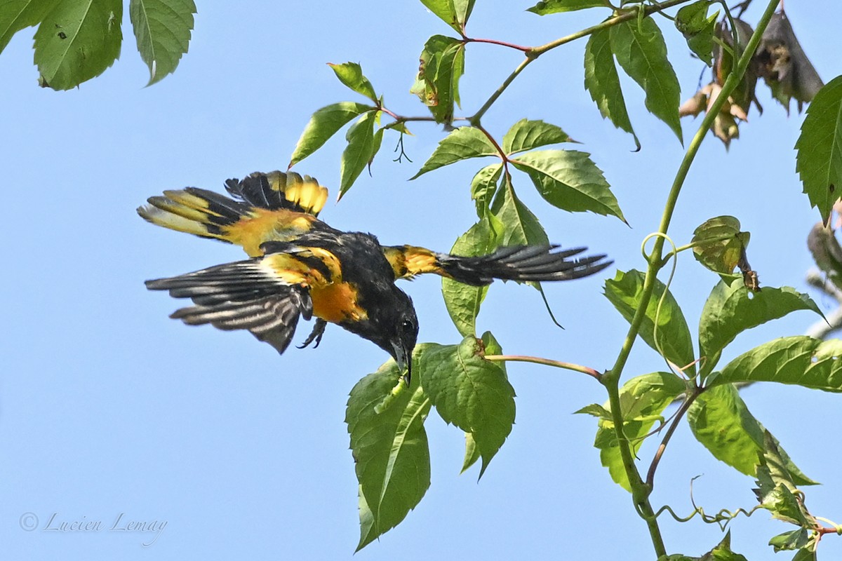 Oriole de Baltimore - ML638791410