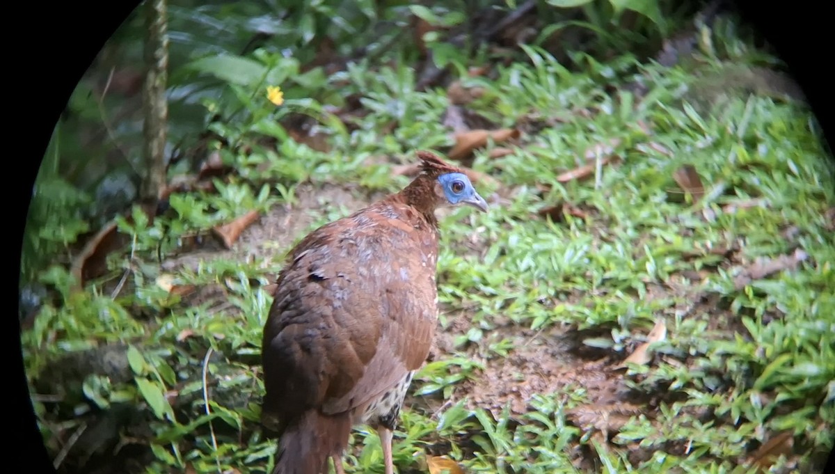 Malayan Crested Fireback - ML638791422