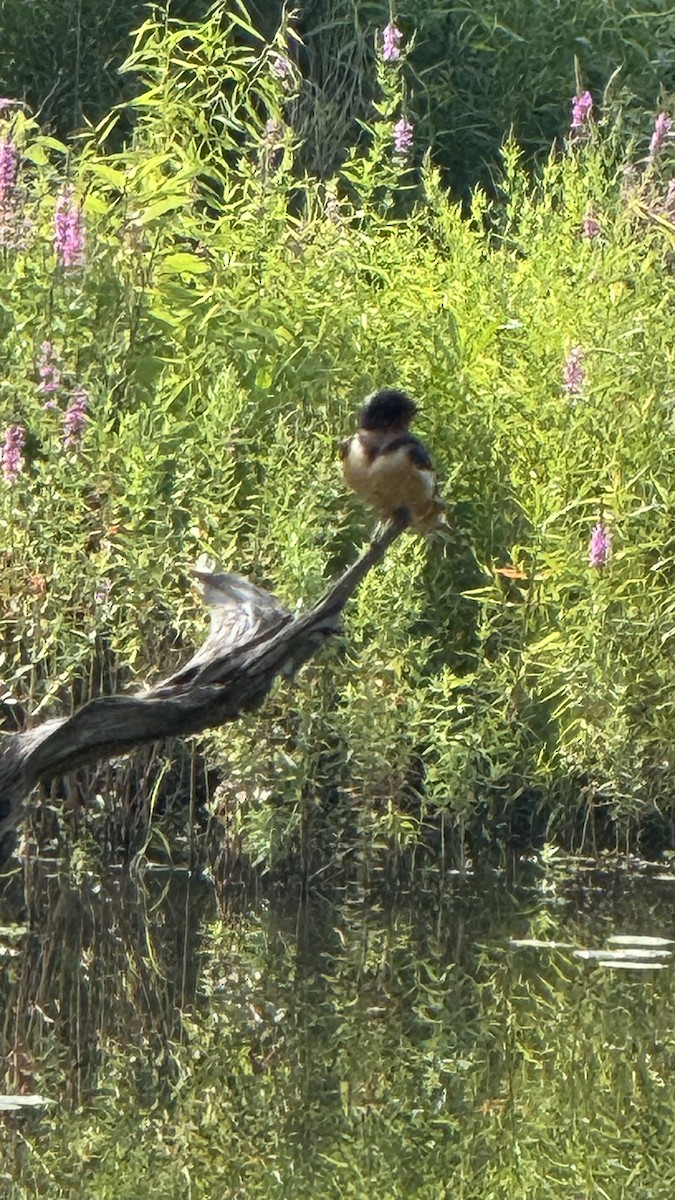 Асрын хараацай - ML638791454