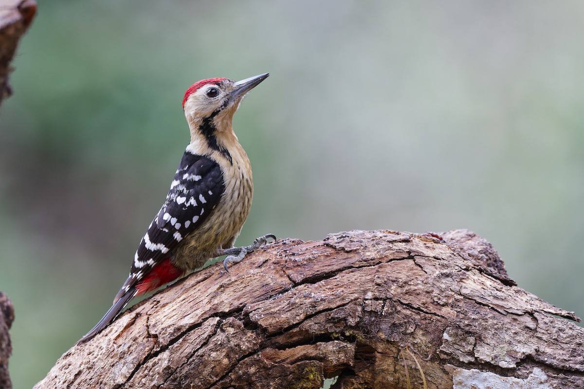 Fulvous-breasted Woodpecker - ML638791461