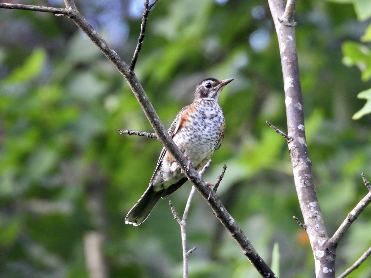 American Robin - ML638791488