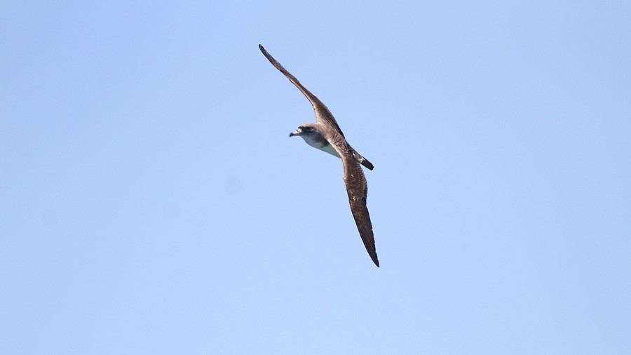 Scopoli's Shearwater - ML638791492