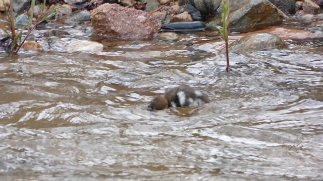 Common Merganser - ML638791613