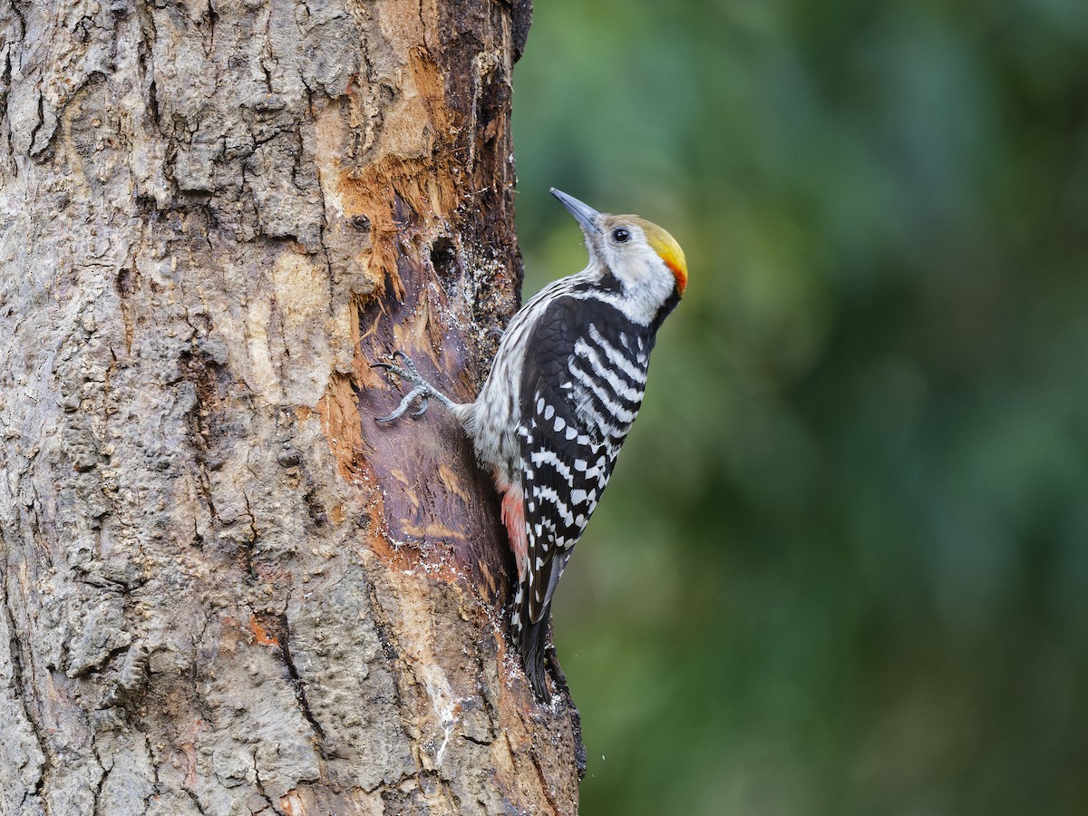 Brown-fronted Woodpecker - ML638791626