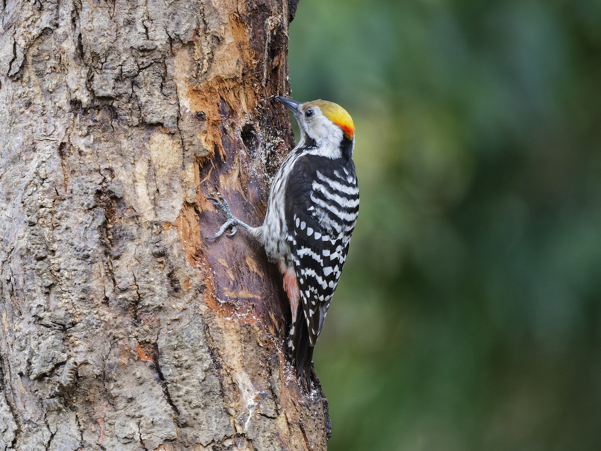 Brown-fronted Woodpecker - ML638791627