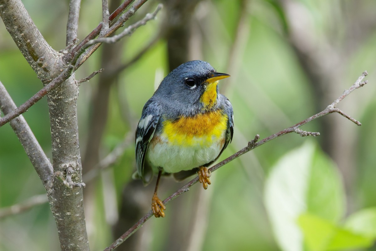 Parula Norteña - ML638791672