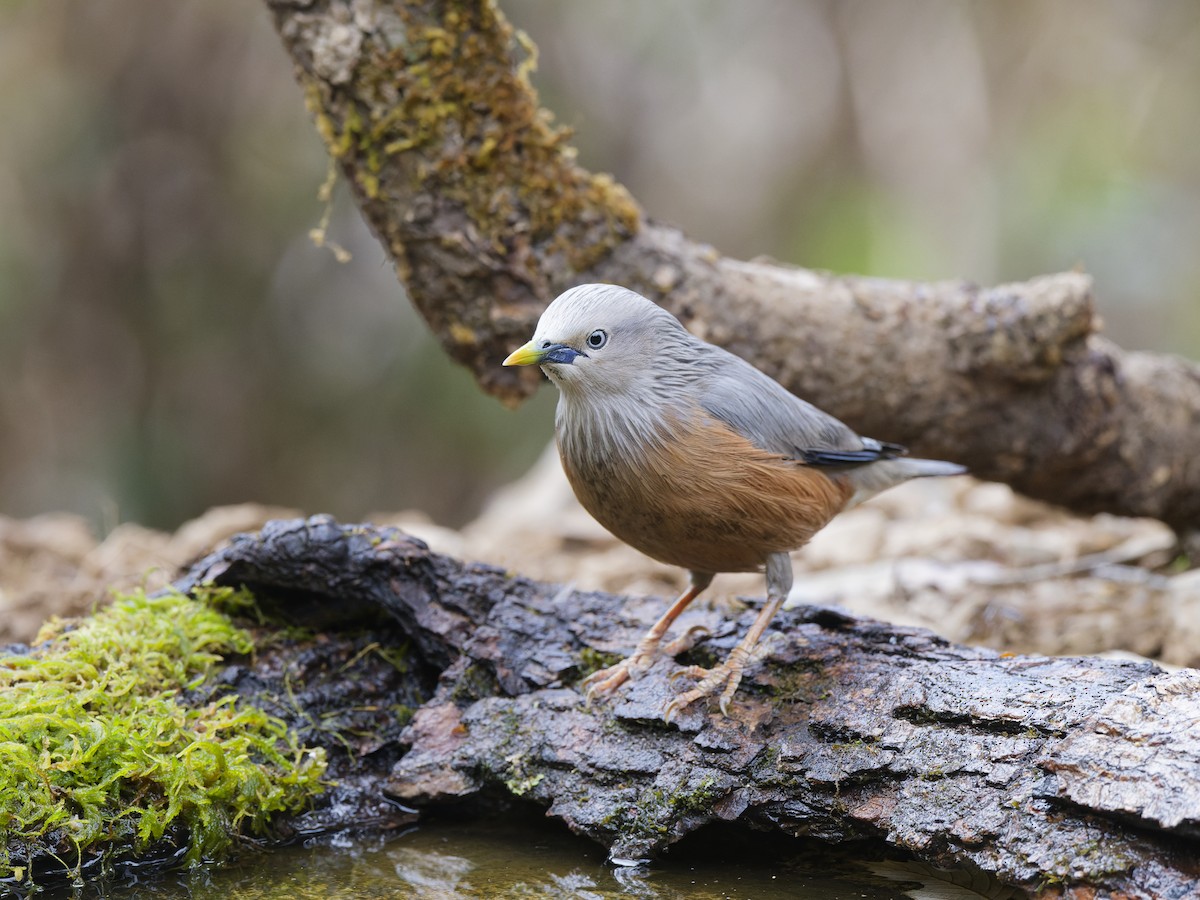 Chestnut-tailed Starling - ML638791700
