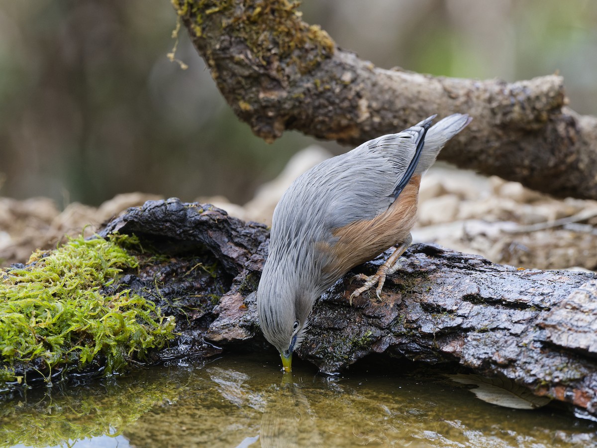 Chestnut-tailed Starling - ML638791702