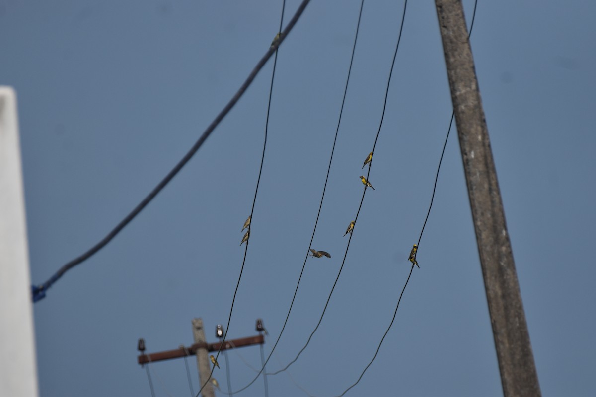 Baya Weaver - ML638791706