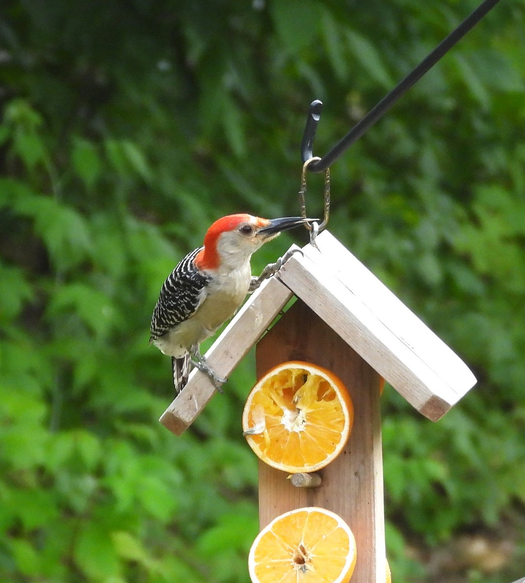 Red-bellied Woodpecker - ML638791727
