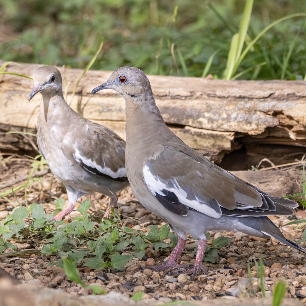 White-winged Dove - ML638791730