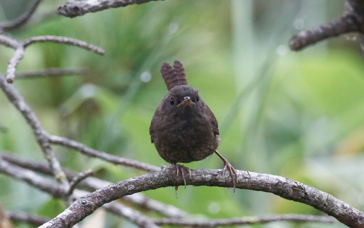 Eurasian Wren (Eurasian) - ML638791732