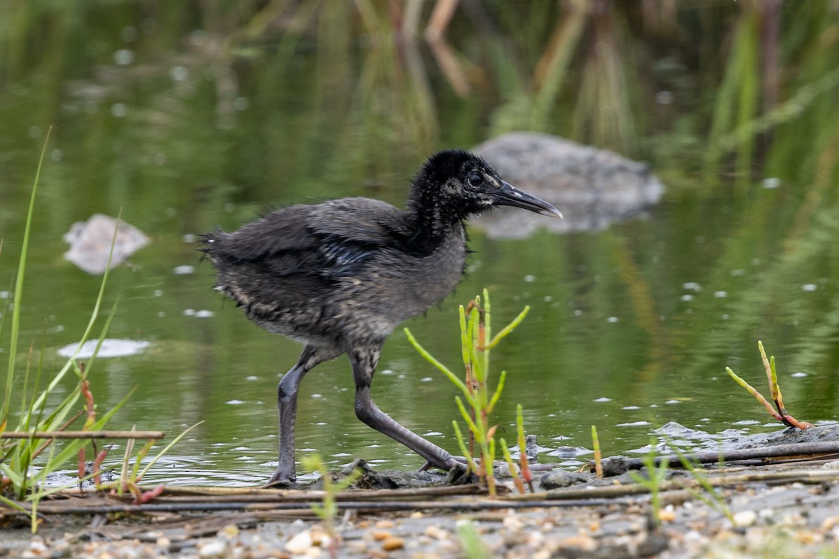 Clapper Rail - ML638791734