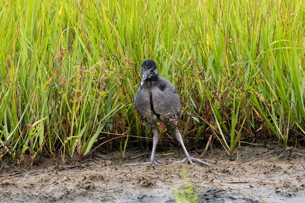 Clapper Rail - ML638791737