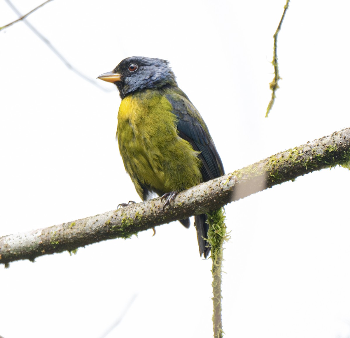 Moss-backed Tanager - ML638791738