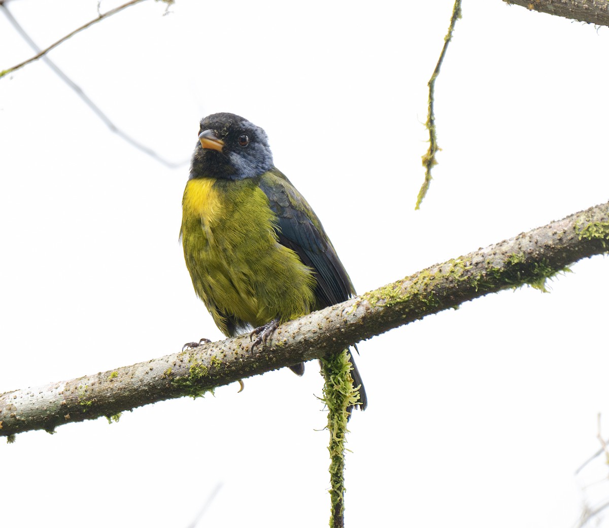 Moss-backed Tanager - ML638791739