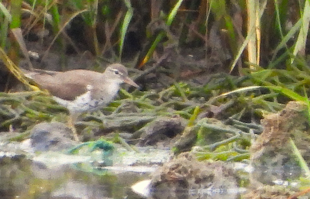 Spotted Sandpiper - ML638791750